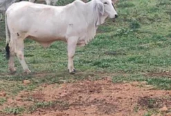 Vaca e Novilhas Brahman Registradas ABCZ - Prenhas - Santa Rita do Ibitipoca MG