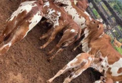 Lote Completo de Nelore Pintado Vermelho – Vacas, Novilhas e Bezerros em Alfenas/MG
