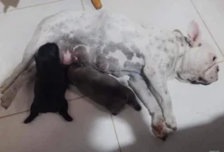 Filhote de Bulldog Francês com Pedigree - Vacinado e Vermifugado