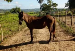 Potra Mestiça Quarto de Milha à Venda - Alagoinhas/BA