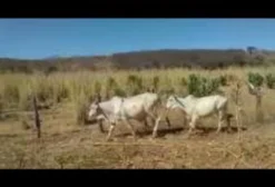 25 Garotes Nelore com Alto Rendimento de Carcaça - Angical/BA