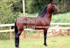 Cobertura do Garanhão Nomade – Mangalarga Marchador – Alfredo Chaves/ES