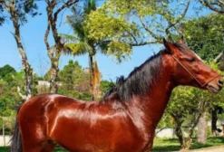 Cavalo Mangalarga Marchador Inteiro – Éden Kafe, Domado e Treinado