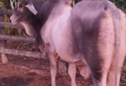Boi Guzerá Adulto, Manso, 900 kg, em Plena Capacidade Reprodutiva