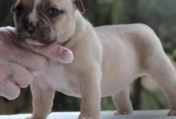 Filhotes de American Bully com Pedigree IBC e Microchip - Colatina/ES