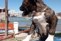 American Bully Classic – Cão Dócil e Companheiro à Venda em Guarapari/ES