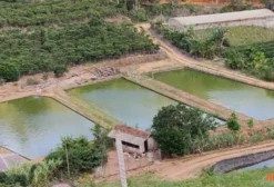 Tilápias Vivas para Abate em João Neiva - ES