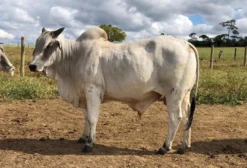 Touros Nelore de Alto Valor Genético para Venda em Linhares-ES