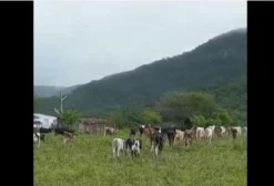Lote de 41 Fêmeas Nelore com 14 Meses e Prazo de Pagamento em 12 Meses