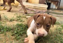 Filhotes de Pitbull Monster - Fêmeas Vermifugadas - Cabo de Santo Agostinho/PE
