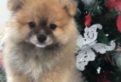 Filhote de Spitz Alemão Cor Laranja - 74 Dias, Vermifugado e com Pedigree