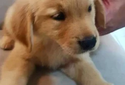 Filhote de Golden Retriever com Pedigree - Caruaru/PE