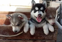 Filhotes de Husky Siberiano para Venda - Jaboatão dos Guararapes/PE
