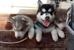 Filhotes de Husky Siberiano para Venda em Jaboatão dos Guararapes - PE