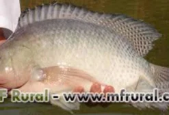 Tilápia Gorda de Tanque-Rede – Venda por Quilo (Acima de 1 Kg) em Alvorada do Sul/PR
