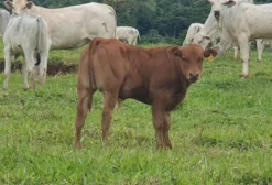 Touros e Novilhas Caracu PO (Sem Registro) – R$ 8.000 Cada
