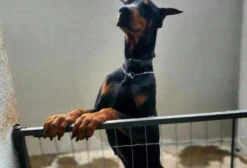 Dobermans Puros Europeus – Macho Adulto e Fêmeas Filhotes para Segurança Rural