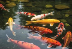 Carpa Colorida Ornamental de 16 Meses – Direto do Produtor – Diversos Tamanhos – Araucária/PR