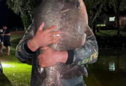 Tambacu de 8 a 20 kg – Peixe para Pesqueiros e Consumo em Assis Chateaubriand/PR