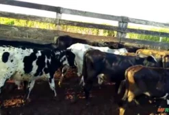 Lote de 30 Bezerros Mestiços para Venda em Assis Chateaubriand - PR