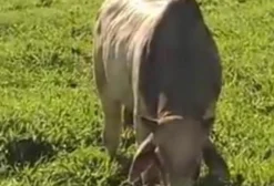 Touros Brahman PO e PC com Registro ABCZ - 2 Anos - Cafelândia/PR