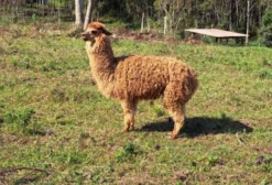 Alpacas de Ótima Linhagem para Venda - Campina Grande do Sul/PR