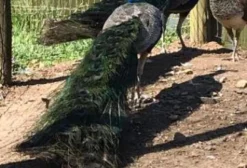 Pavões Jovens e Adultos à Venda – Animais Mansos em Campina Grande do Sul - PR