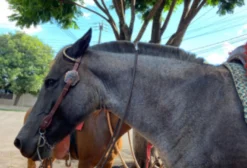Égua Crioula Moura – 11 Anos, Dócil e Iniciada no Laço – Venda ou Troca por Bezerros