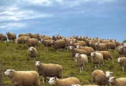 Matrizes e Reprodutores Puros da Raça Texel – Campo Largo/PR