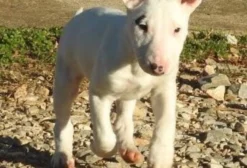 Filhote de Bull Terrier Inglês com Pedigree CBKC – Campo Largo/PR