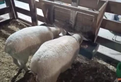 Ovinos Texel PO - Machos e Borregas Ingleses à Venda em Campo Magro, PR