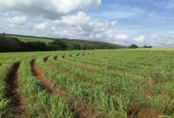Óleo de Citronela Puro para Uso Agrícola - R$70/kg - Dois Córregos/SP
