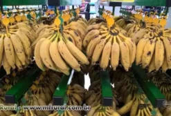 Ganchos Plásticos para Pendurar Bananas – Pacote com 500 Unidades