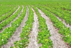 Procuro Arrendamento de Lavoura para Soja – 250 a 1000 ha – Região do DF (GO/MG)