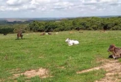 Fazenda Mutum – 130,6 Hectares em Abadiânia, GO com Eucalipto e Estrutura Completa
