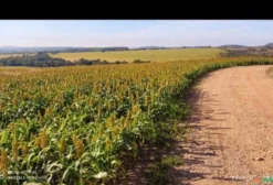 Fazenda Dupla Aptidão – 227 Alqueires (1.099 ha) em Alexânia/GO