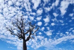 Fazenda de 34 Alqueires em Anicuns – GO à Venda