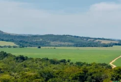 Fazenda Produtiva com Renda Consolidada – 555 ha em Gameleira de Goiás (GO)