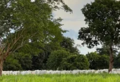 Fazenda com Dupla Aptidão em Uruana - GO - 700 Alqueires com Pastagem de Alta Qualidade