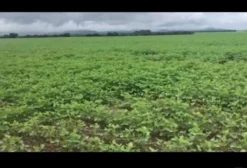 Fazenda Agrícola de 106 Alqueires com Plantio de Soja e Estrutura Completa em Barro Alto - GO