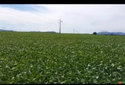 Fazenda para Agricultura com Histórico de Soja – 106 Alqueires em Barro Alto, GO