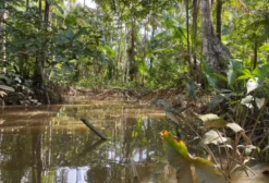 Fazenda de Açaí com 197,72 Hectares e 10.000 Moitas Prontas para Colheita - Abaetetuba/PA