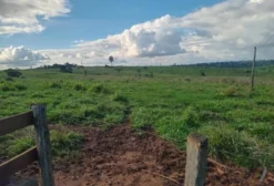 Fazenda de 770 Hectares para Pecuária em Altamira, Pará