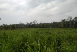 Fazenda Vale do Curuá – 5.000 Hectares em Altamira/PA à Venda