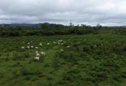 Fazenda Santa Rita – 1.507 Hectares em Altamira/PA – Pronta para Pecuária