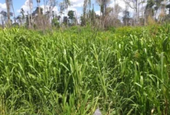Fazenda com 200 Alqueires (968 ha) em Anapu, PA - Ideal para Pecuária