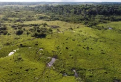 Fazenda de 183 Hectares em Bragança, PA – Alto Potencial Produtivo