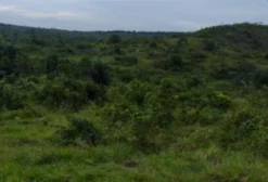 Fazenda à Venda em Bragança – PA | 280 Hectares com Rios e Pastagem