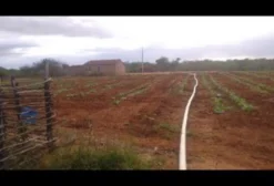 Fazenda com 162 hectares às margens do Rio São Francisco em Belém de São Francisco - PE