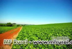 Procura-se Área para Arrendamento em Andirá e Região - Norte do Paraná